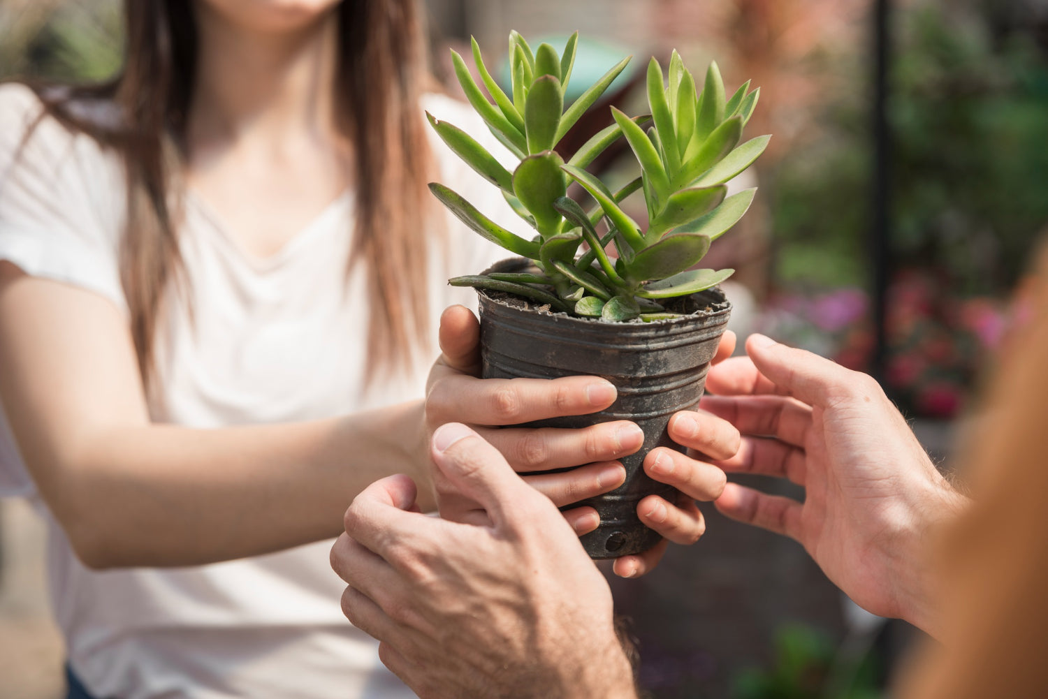 Thoughtful Gestures: 10 Plants to Gift Your Teacher on Teachers Day!