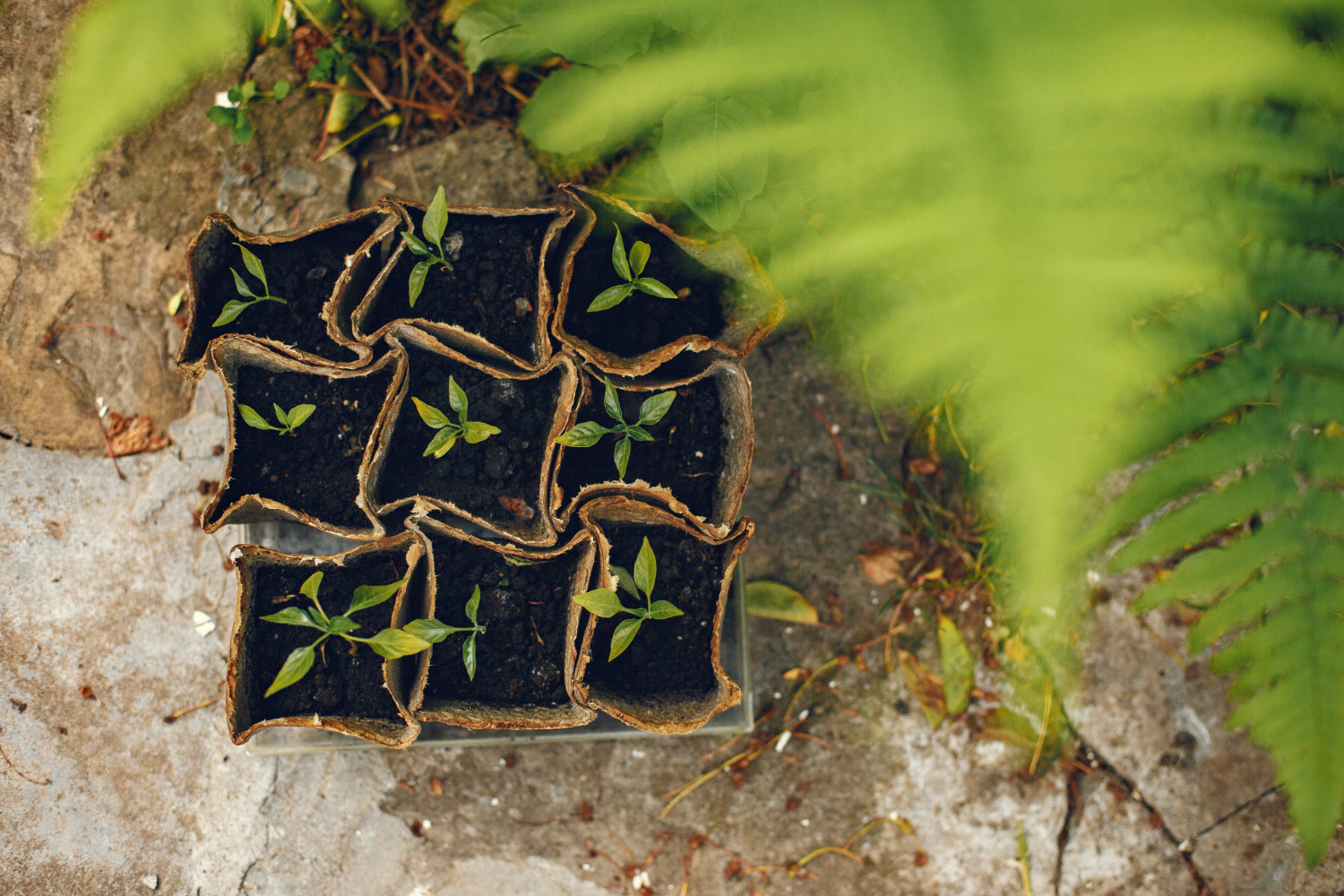 How to prepare a grow bag for gardening during the rainy season