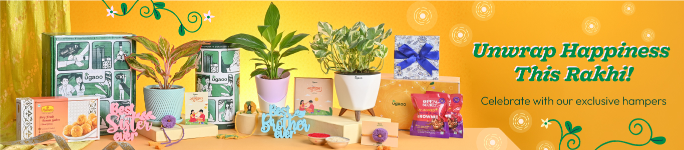 Rakhi Plants & Gift Hampers Online