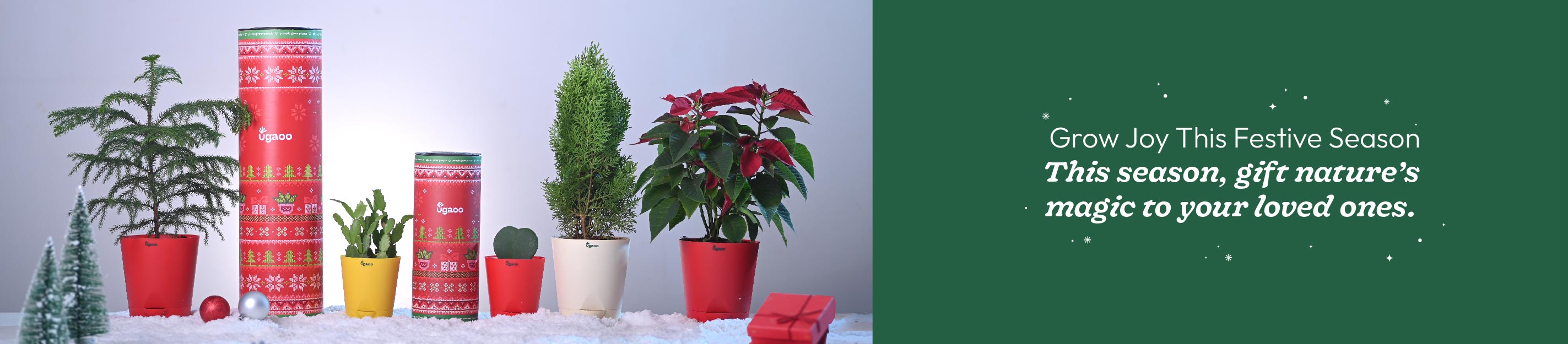 Christmas & New Year Plant Gifting