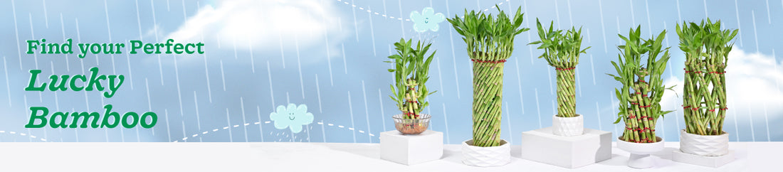 Lucky Bamboo plants