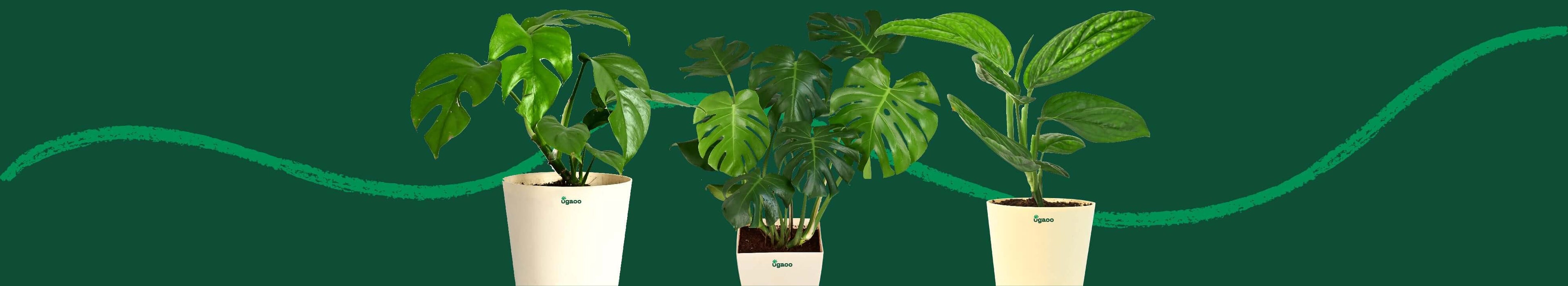 Monstera Plants