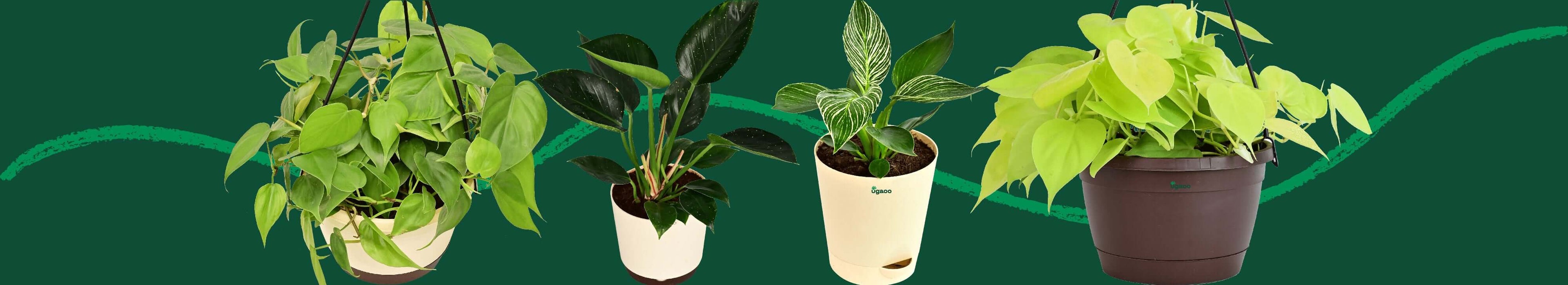 Philodendron Plants