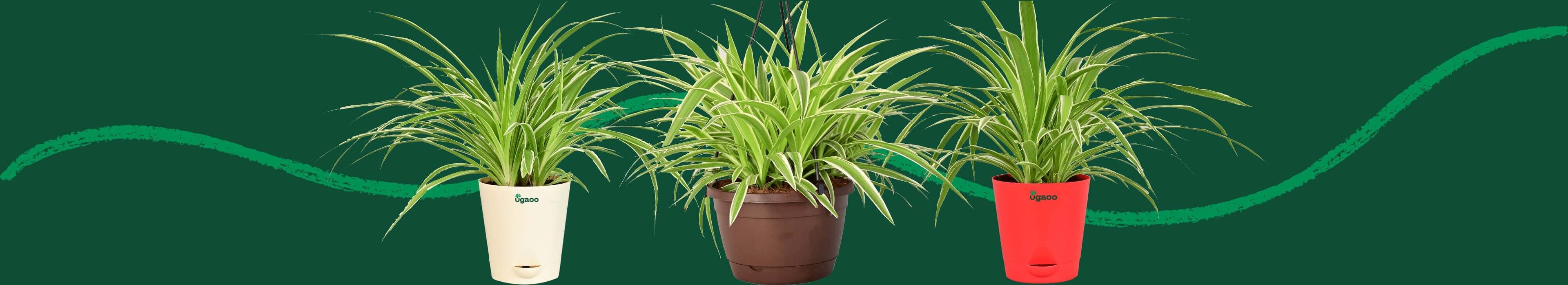 Spider Plant