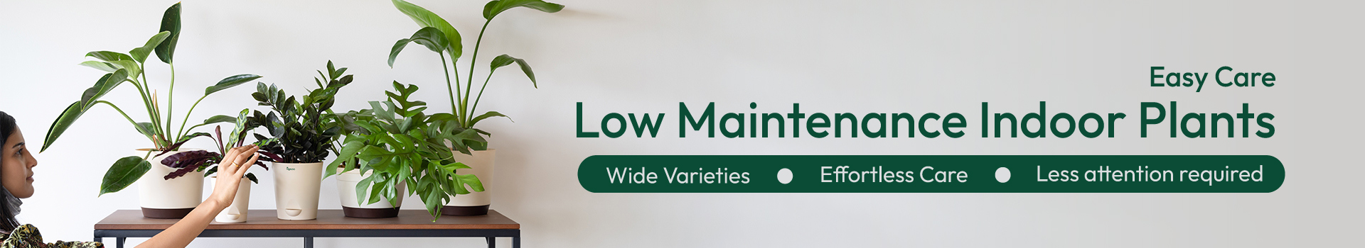 Low Maintainence Plants