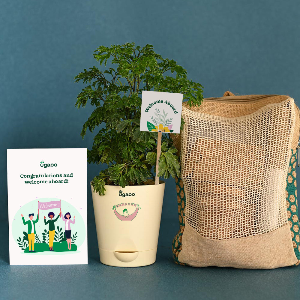 Aralia Climate Jute Bag For New Joining