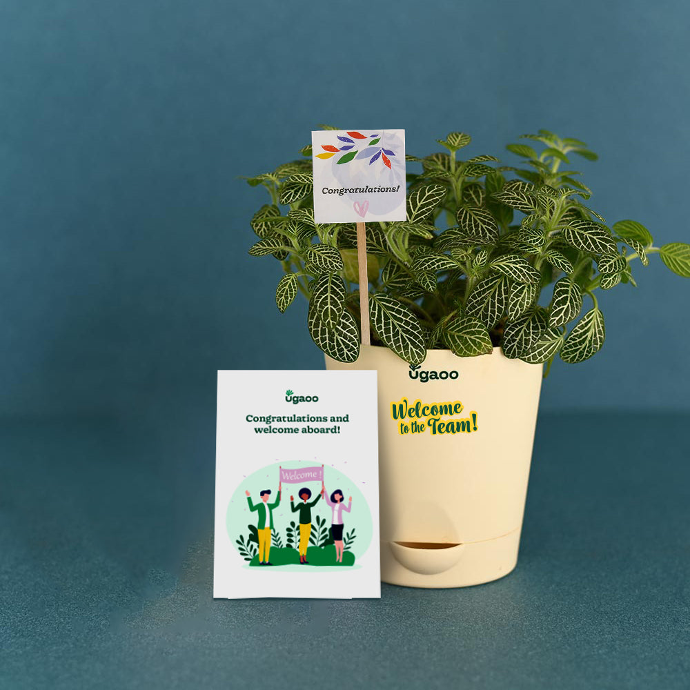 Plant Enviro Bag For Welcoming New Employee