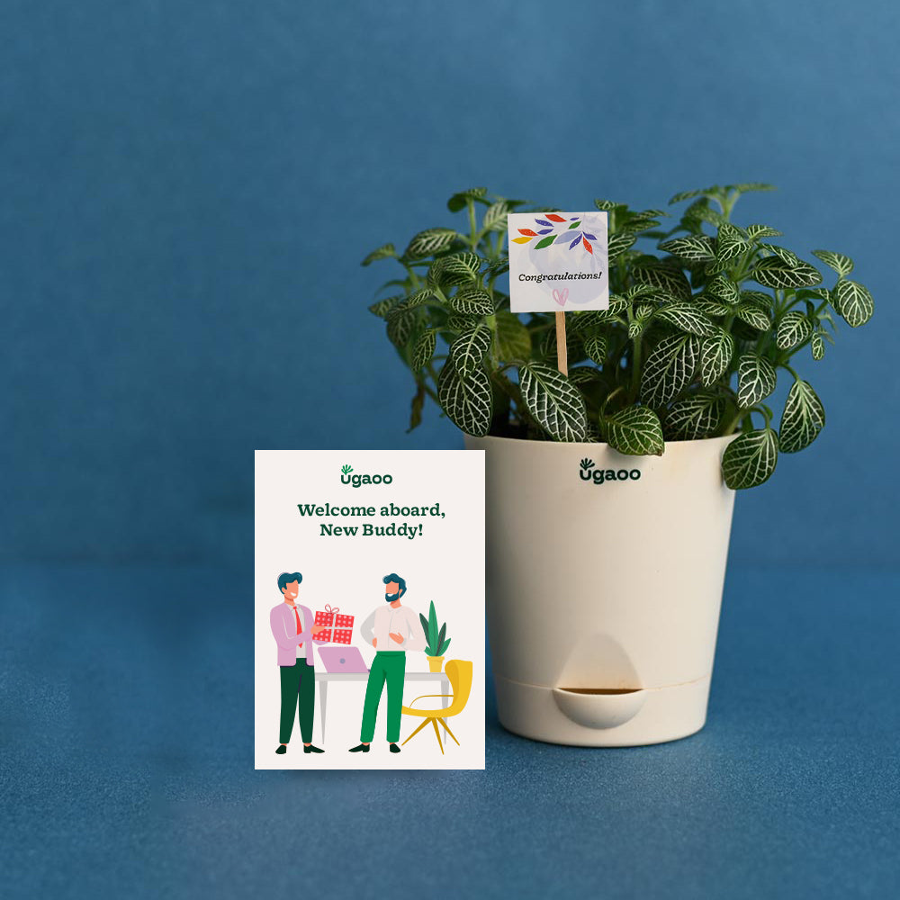 Plant with Plantable Calendar For Employee