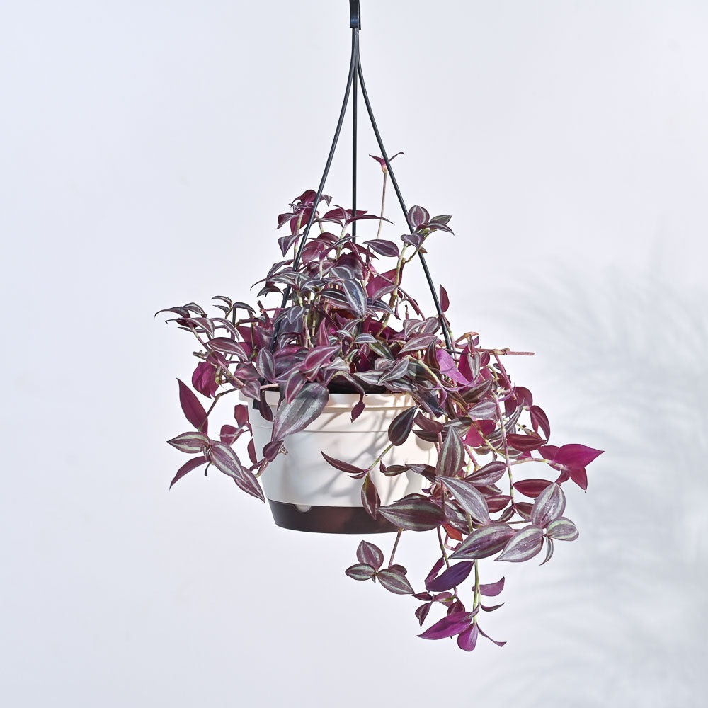 Wandering Jew With Hanging Pot