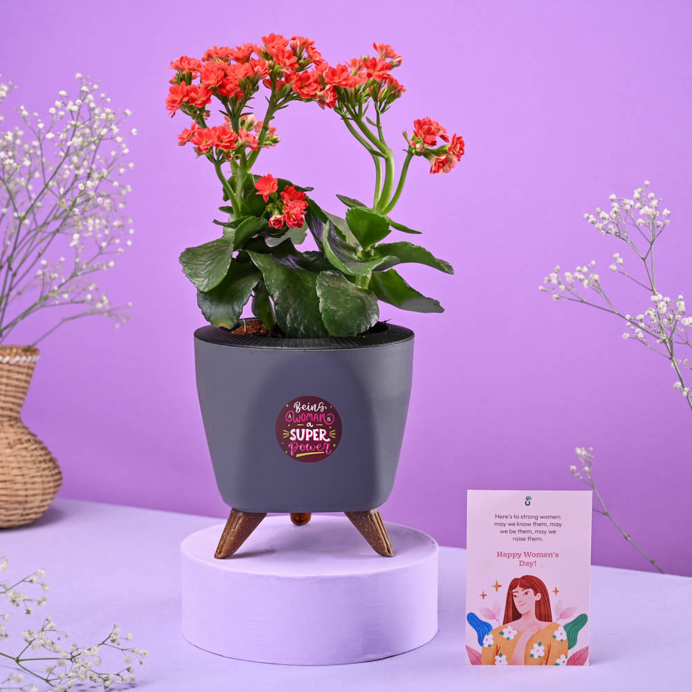 Kalanchoe Red Women&