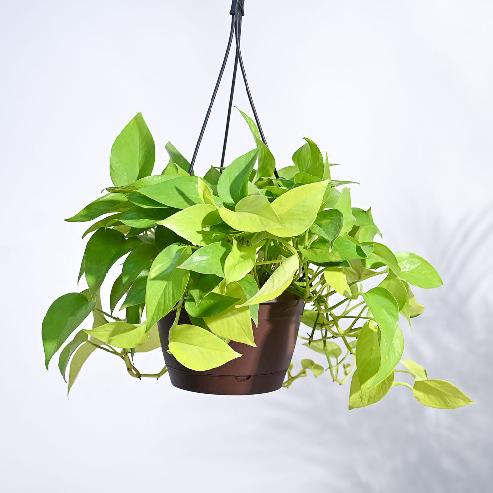 Money Plant Golden With Hanging Pot