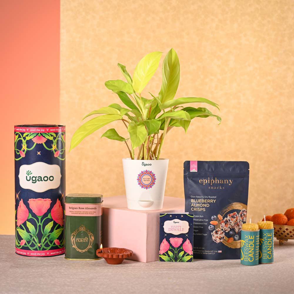 Philodendron Ceylon &amp; Smoor Gift Hamper