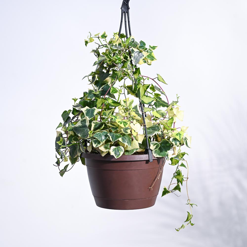 English Ivy Variegated In Hanging Planter