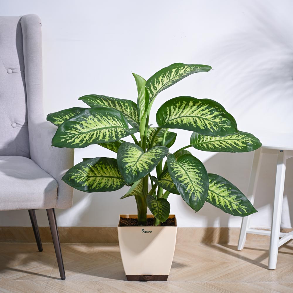 Dieffenbachia Tropic Snow Plant - XL