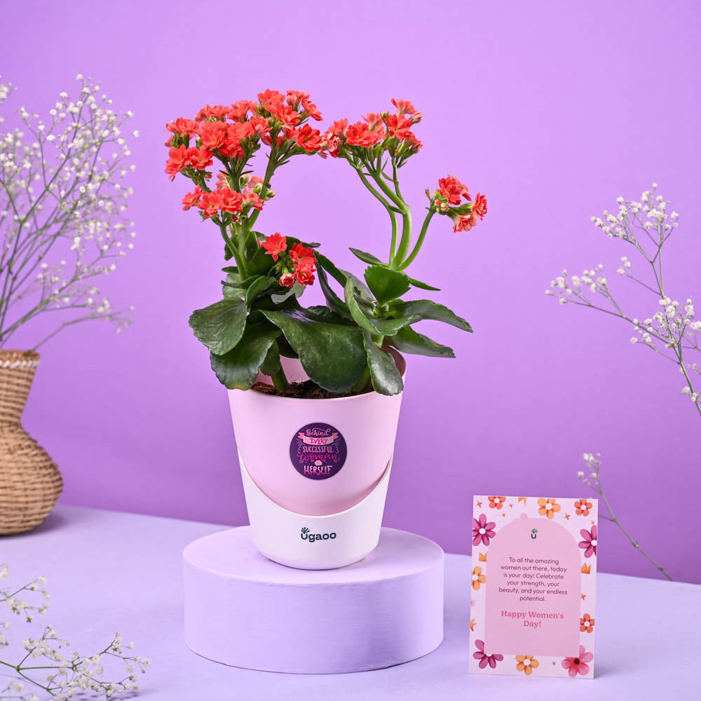 Kalanchoe Red Women&