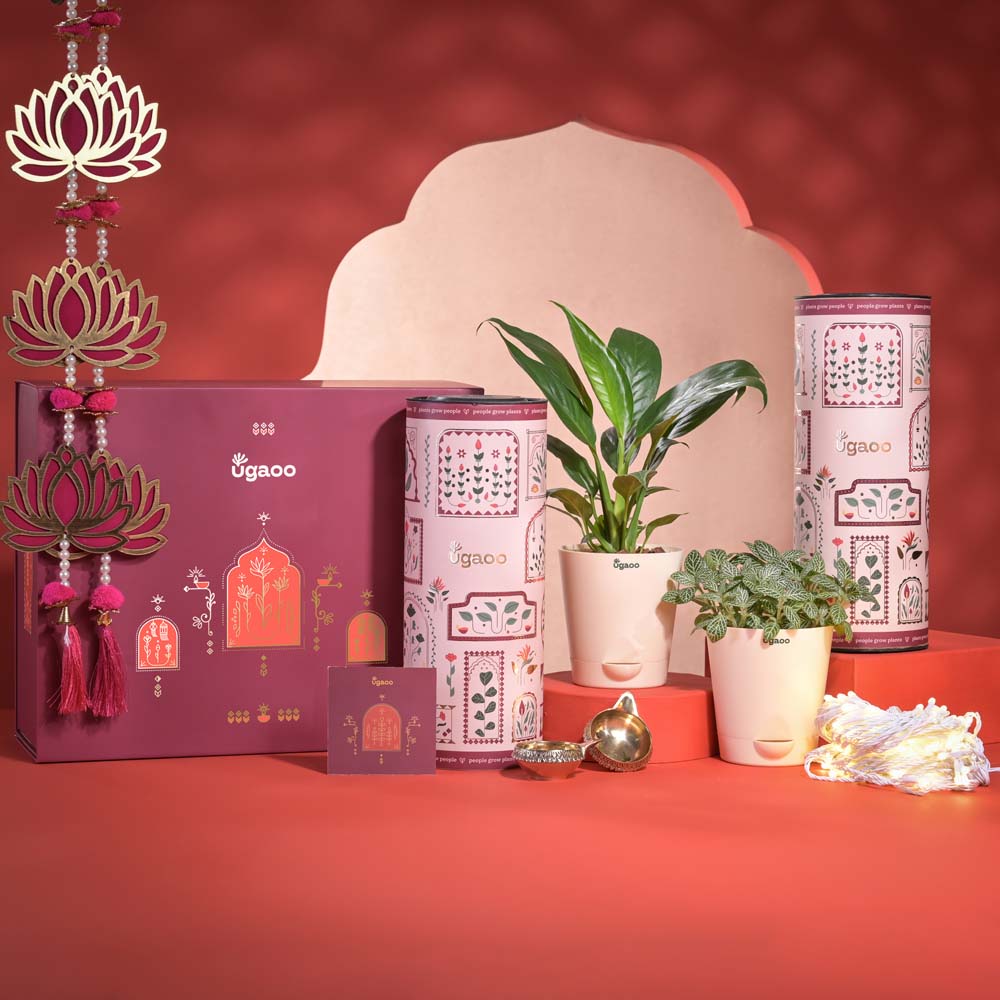 Abundance &amp; Joy Diwali Gift Hamper