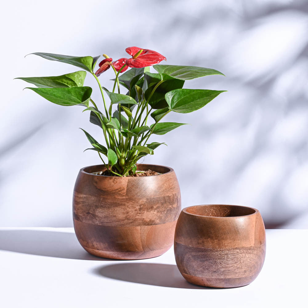 Orbit Wooden Planter - Set of 2