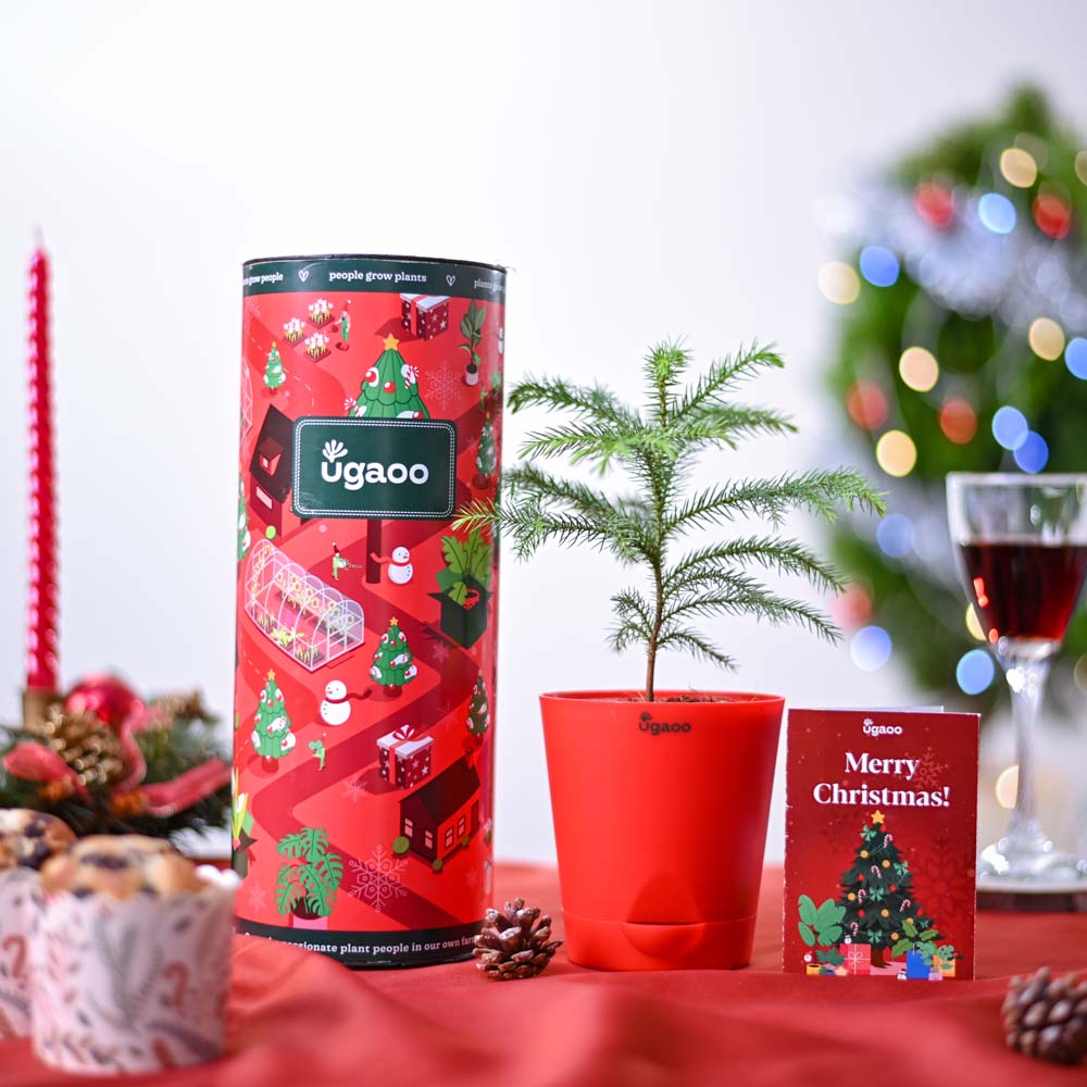 X-Mas Tree Plant Christmas Hamper