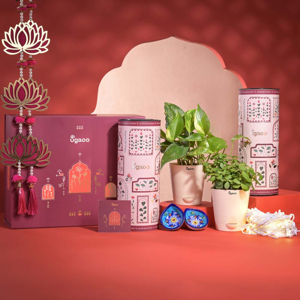 Success &amp; Wealth Diwali Gift Hamper