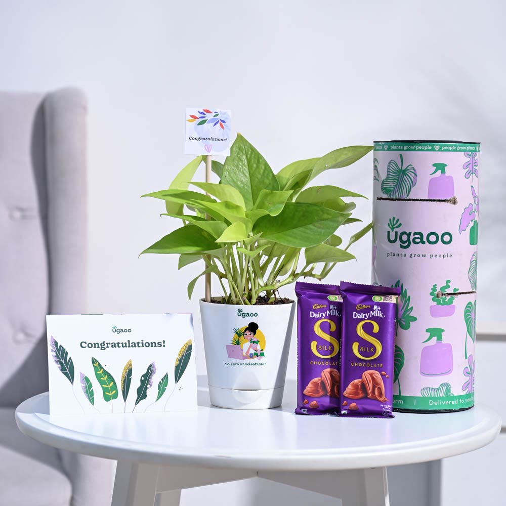 Money Plant Golden Congratulations Gift hamper