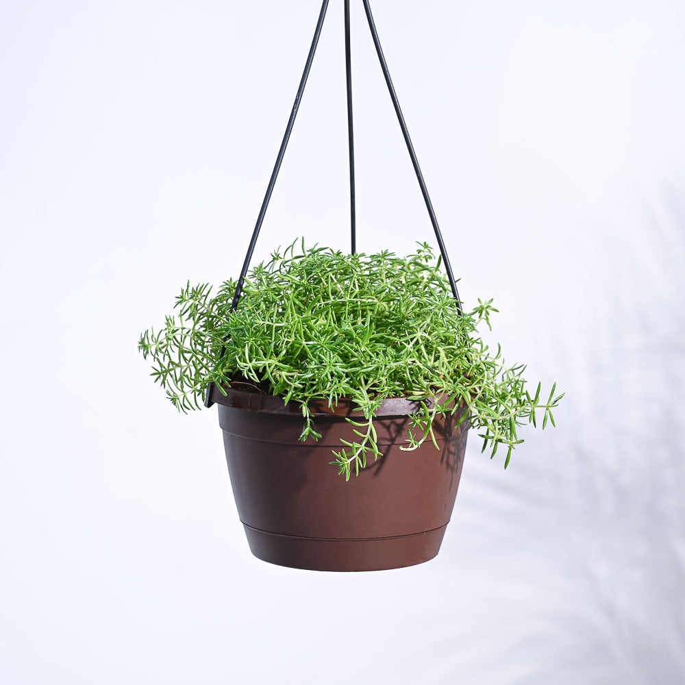 Sedum Golden With Hanging Pot