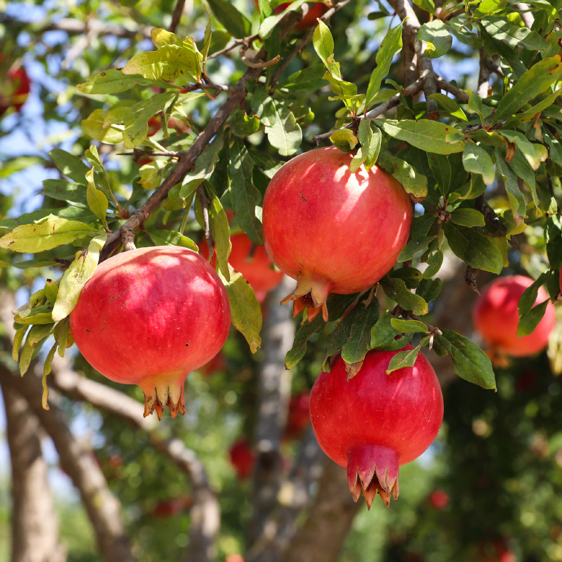 Pomegranate Plant