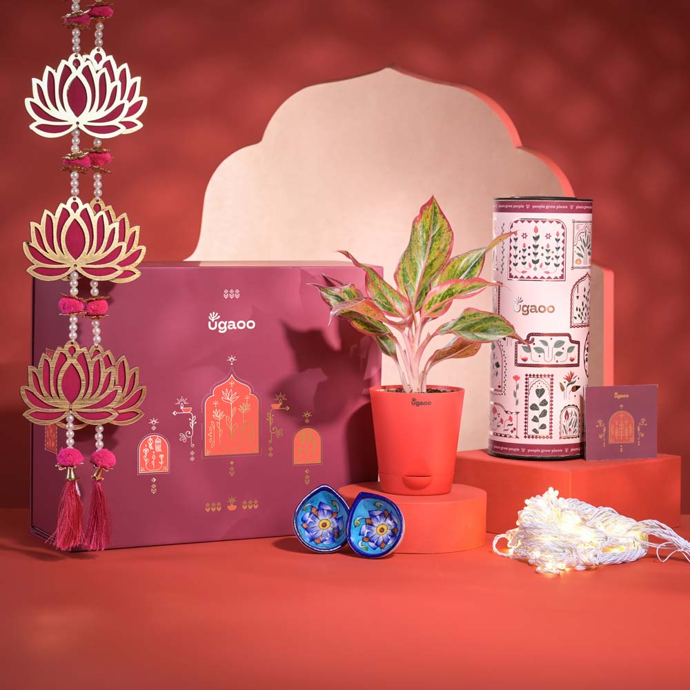 All The Love Diwali Gift Hamper