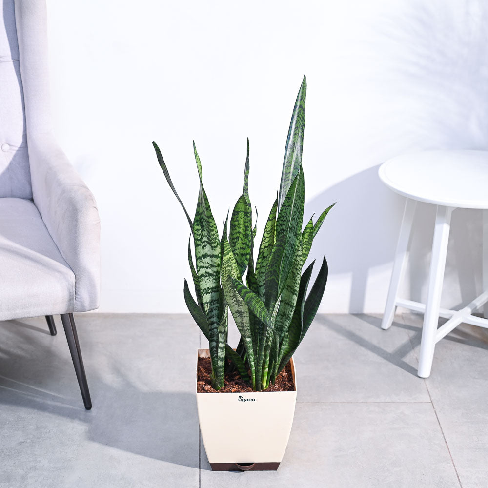 Sansevieria Zeylanica - XL