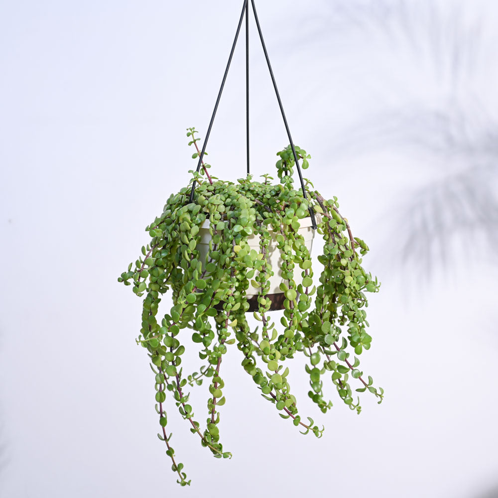 Trailing Jade(Weeping Jade) With Hanging Pot