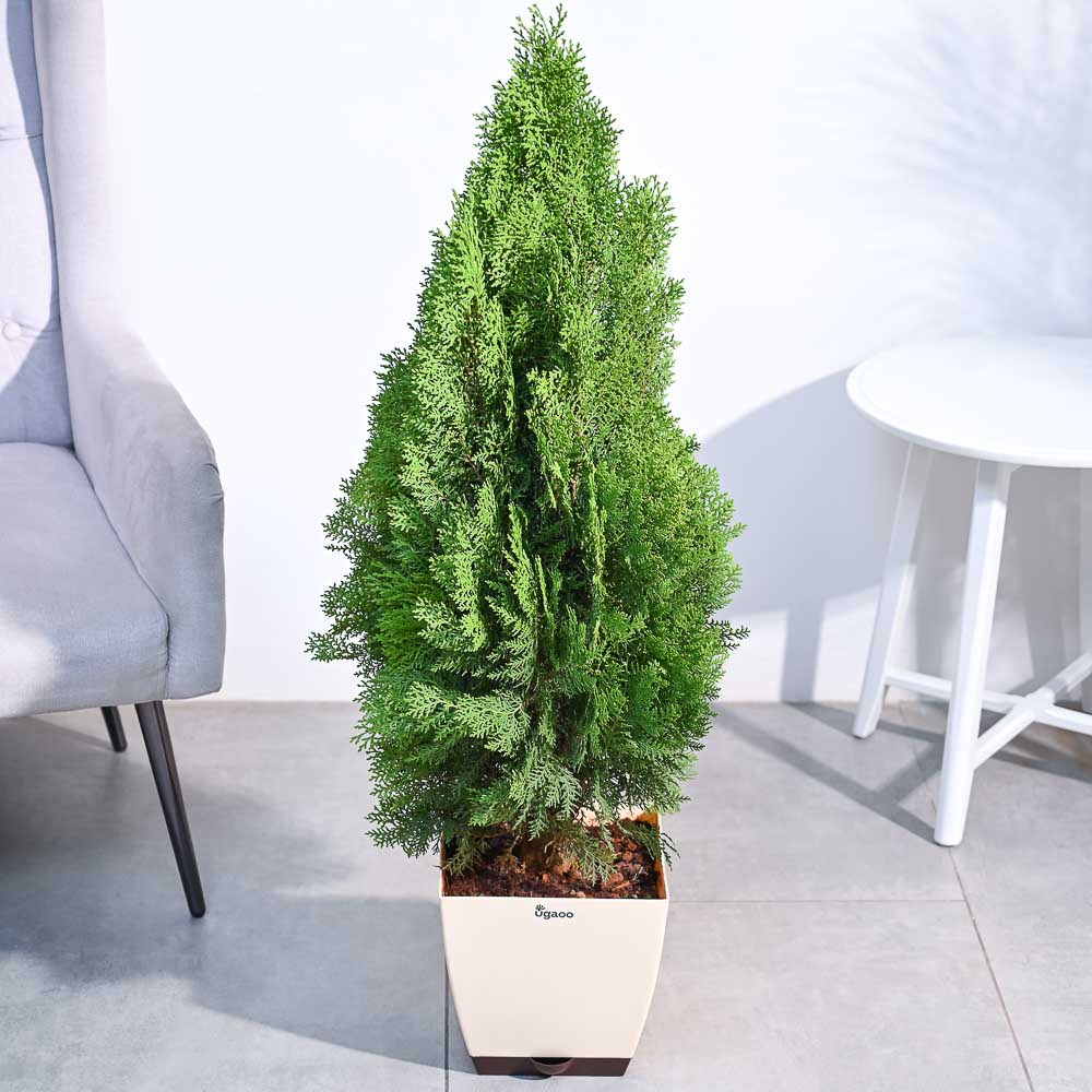 Thuja Plant - XL