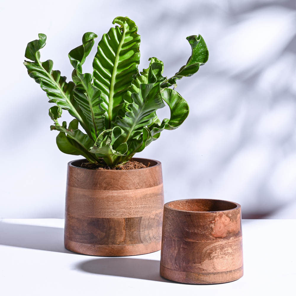 Gradient Wooden Planter - Set of 2