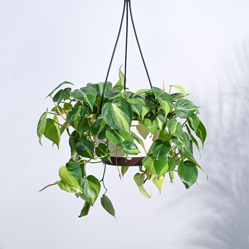 Philodendron Oxycardium Brasil With Hanging Pot