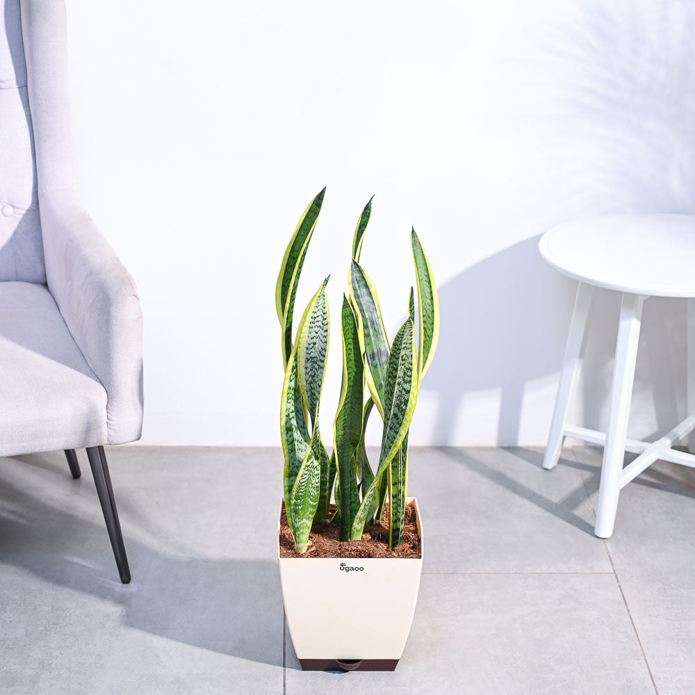 Sansevieria Laurentii Plant - XL