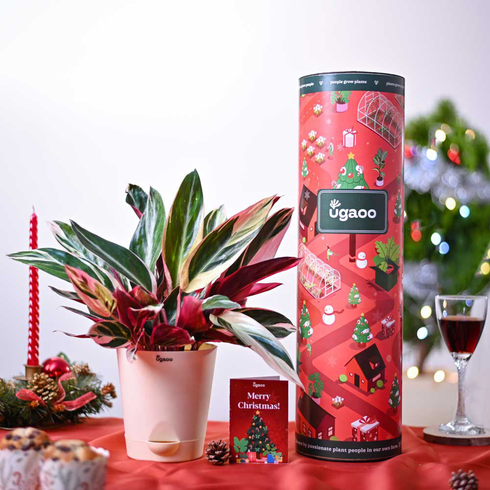 Stromanthe Triostar Plant Christmas Hamper