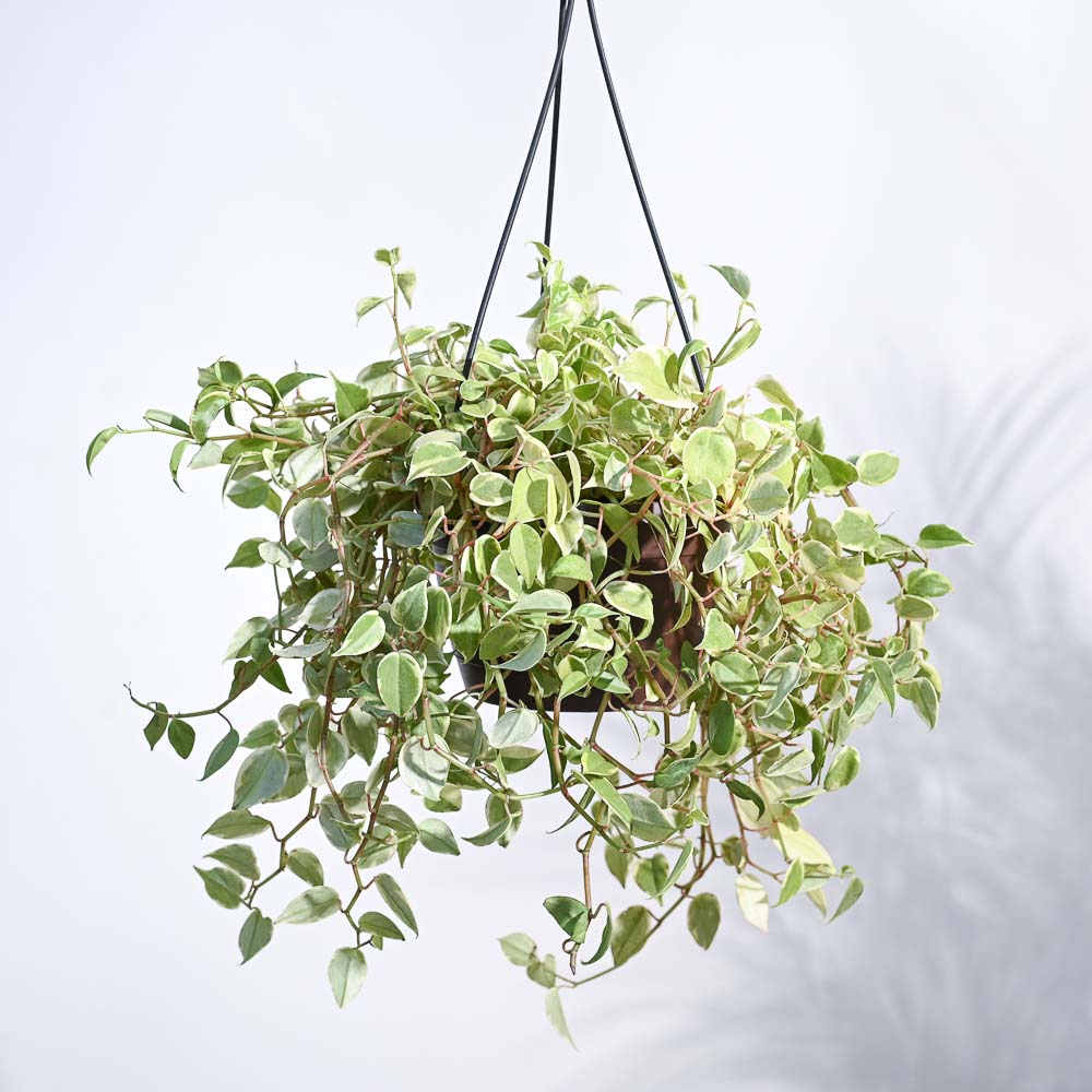 Peperomia Variegated Creeper With Hanging Pot