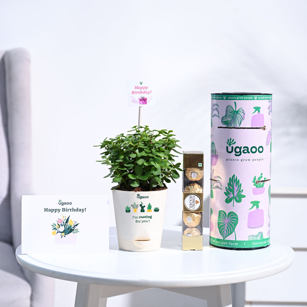 Vibrant Green Money Plant In Plastic Pot/Birthday Gift/Anniverssary Gift/Living  Room/Indoor Plant : Amazon.in: Garden & Outdoors