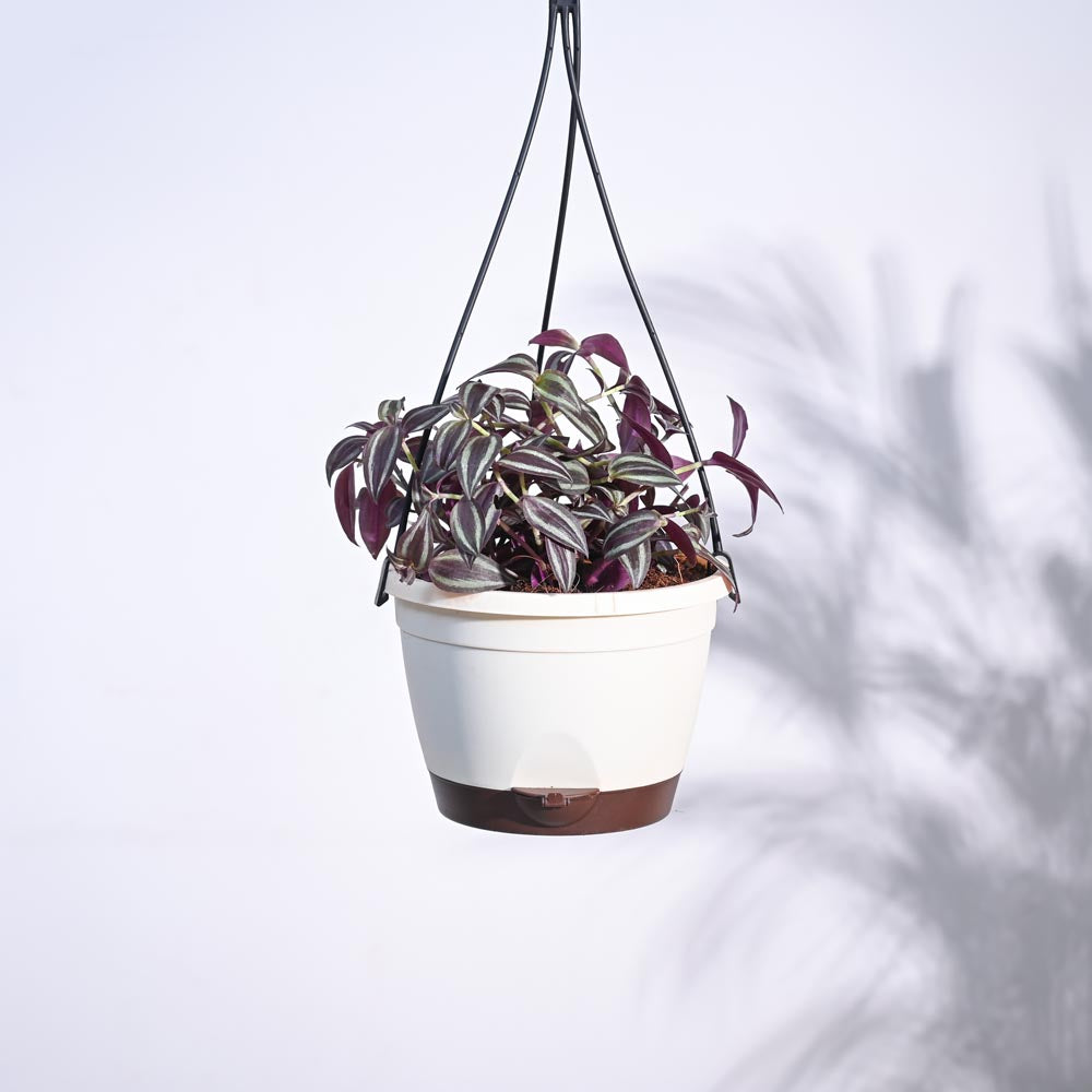 Wandering Jew With Hanging Pot