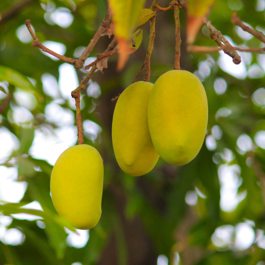 Mango Plant