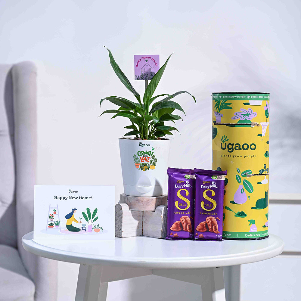 Peace Lily Housewarming Gift Hamper