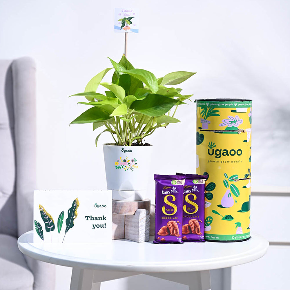 Money Plant Golden Thank you Gift Hamper