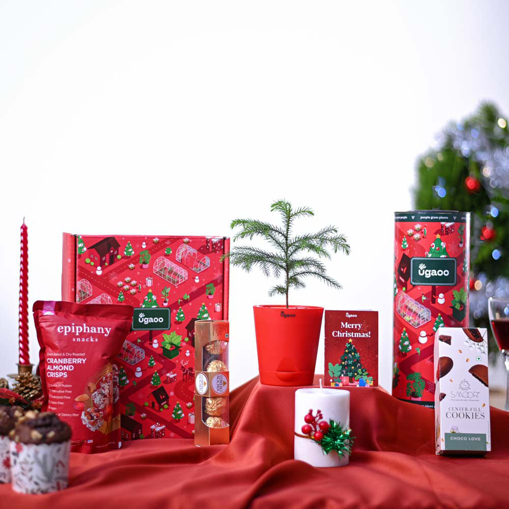 Christmas tree Gift Hamper