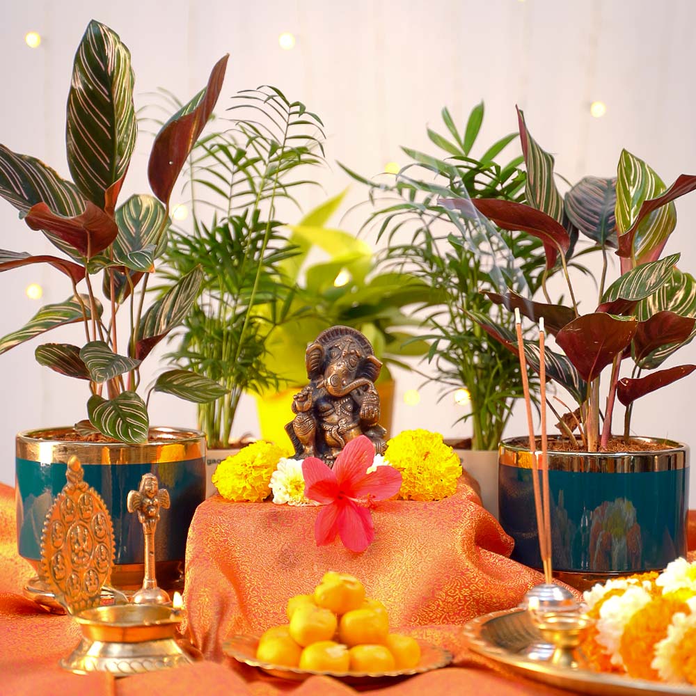 Ganpati Decor Plant Bundle