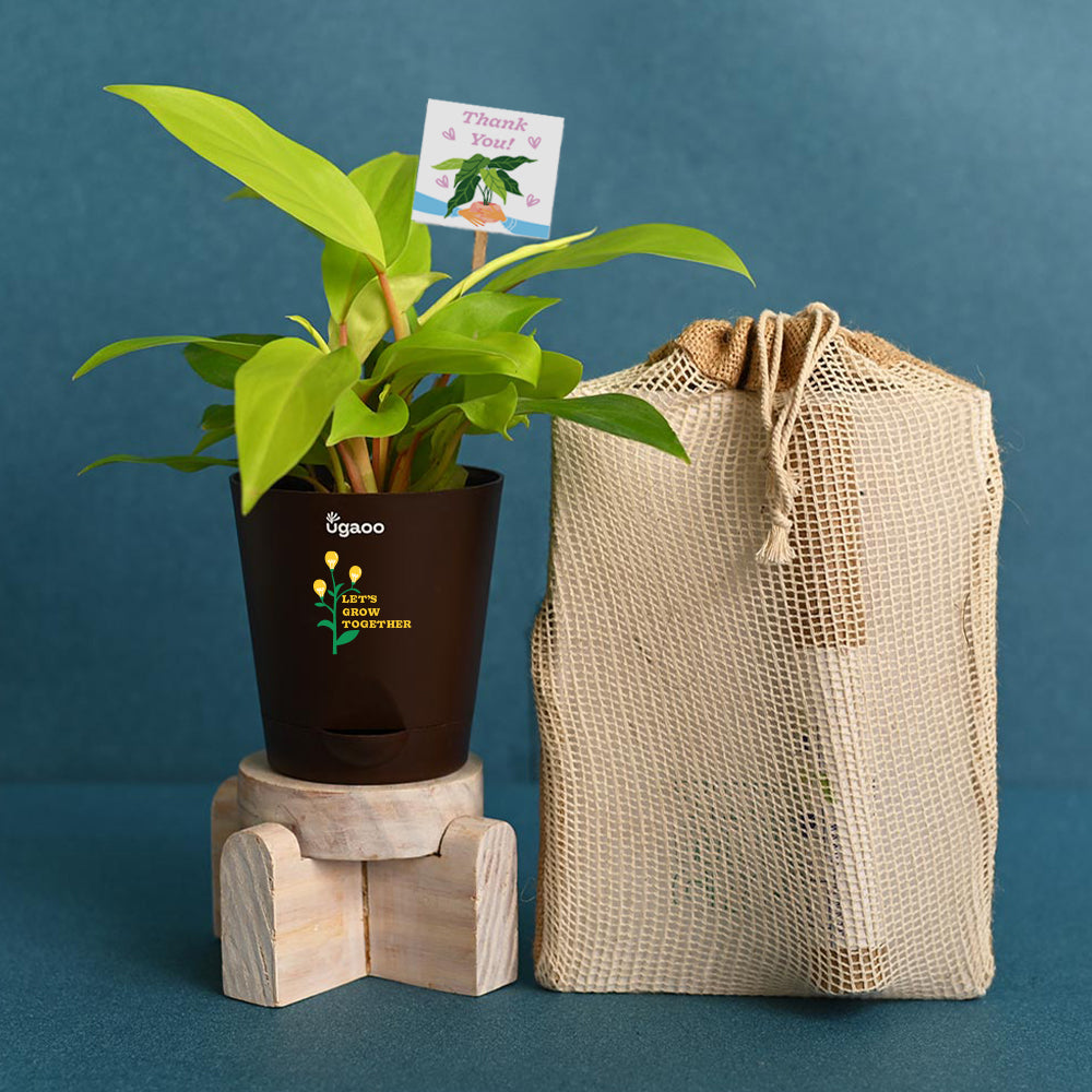 Philodendron Ceylon Golden Plant with Gift Hamper