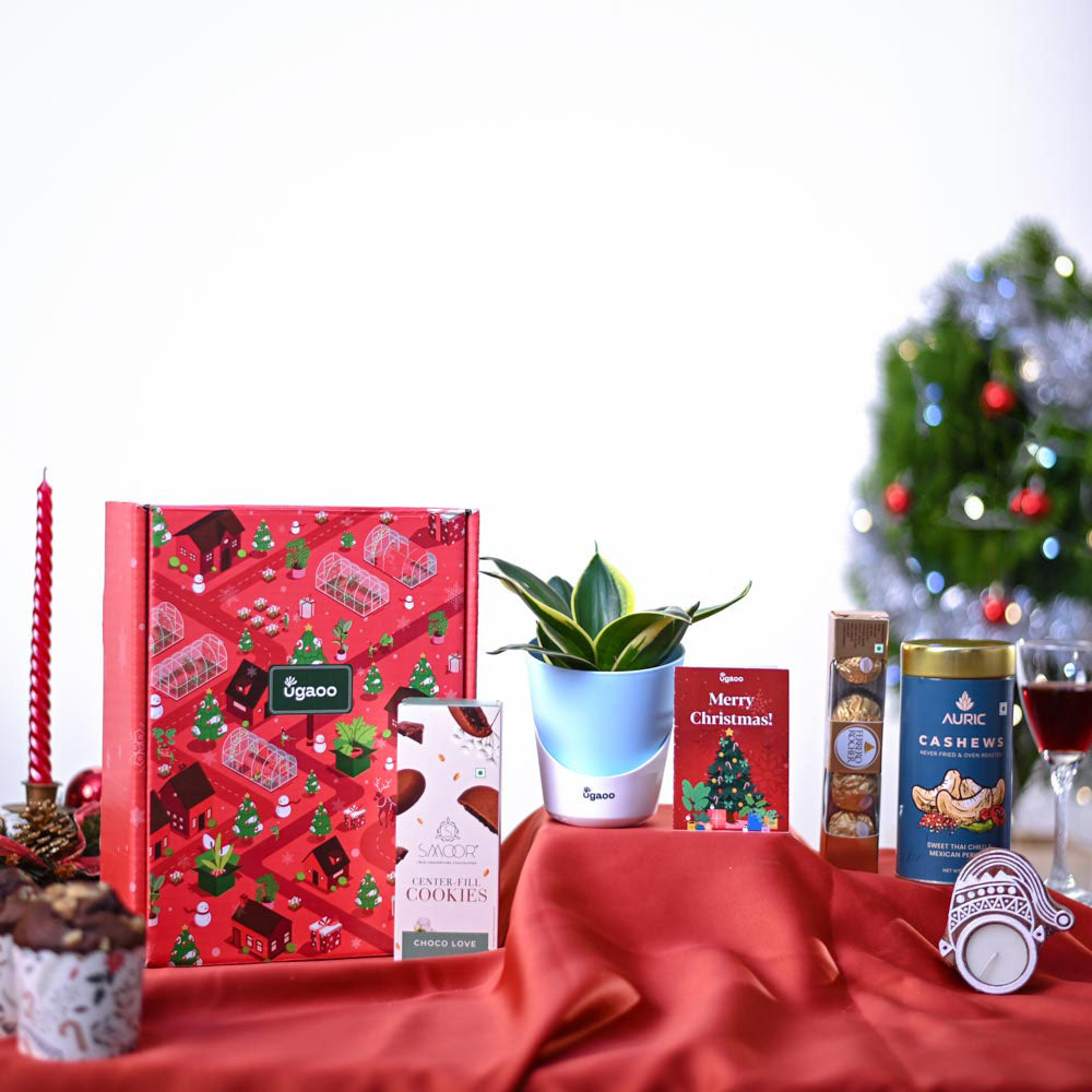 Snake Plant Christmas Gift Hamper