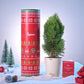 Thuja Plant for Christmas