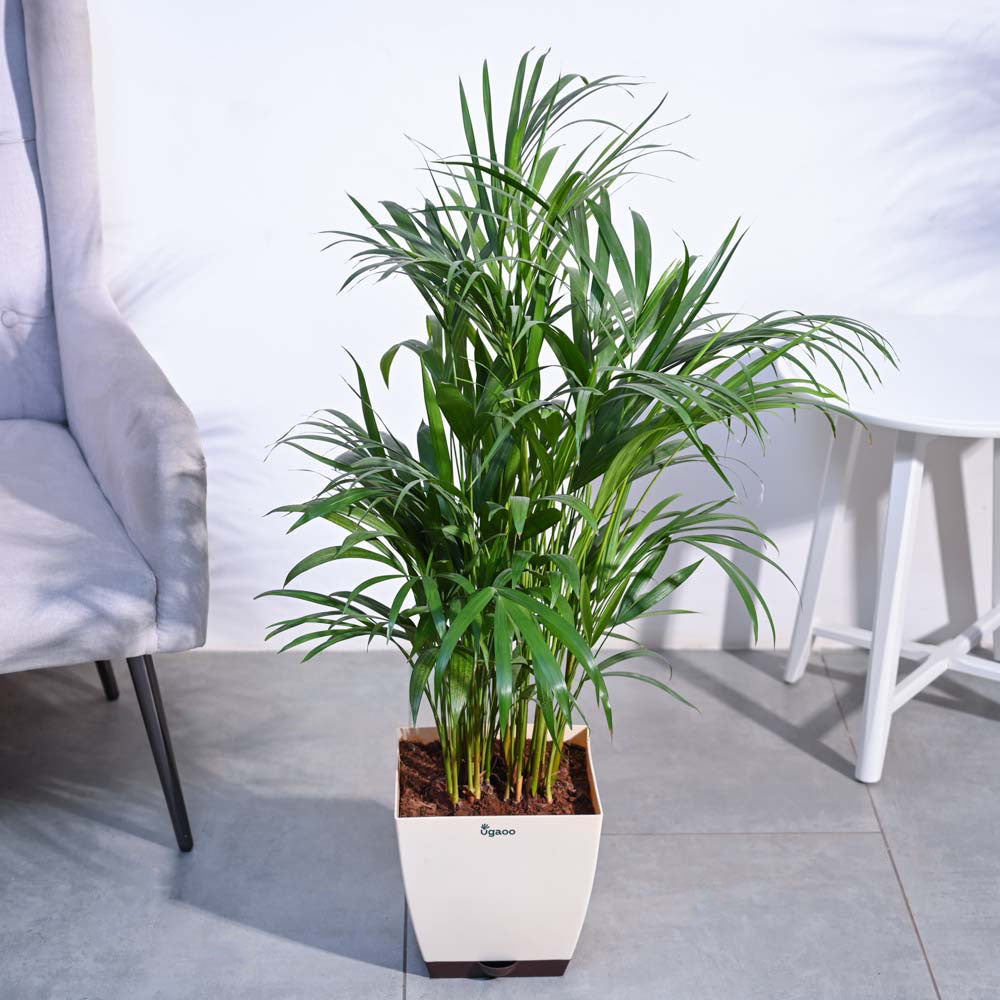 Areca Palm Plant XL