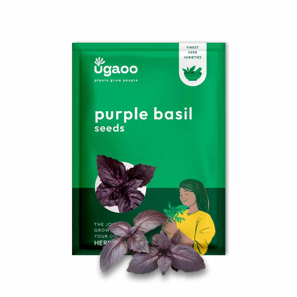 Purple Basil Seeds