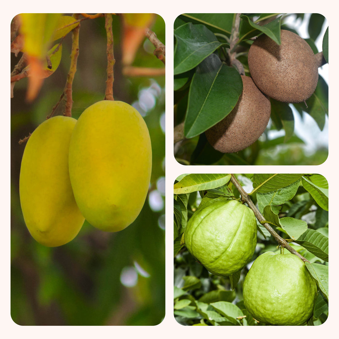 Tropical Fruit Combo