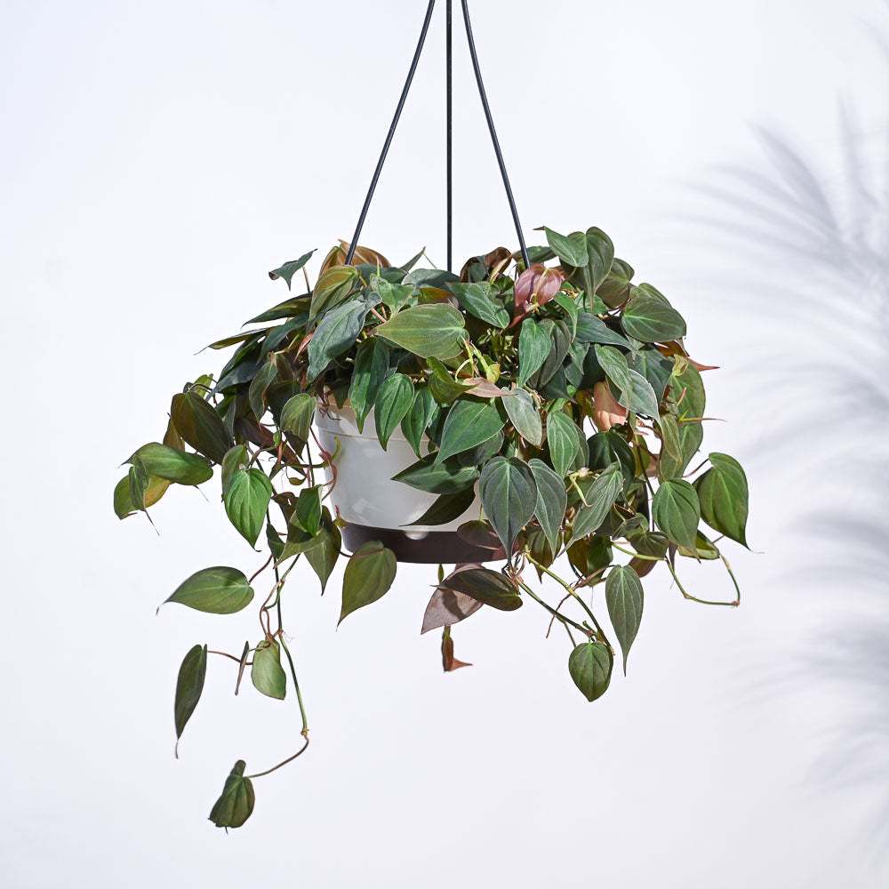 Philodendron Micans Plant With Hanging Pot