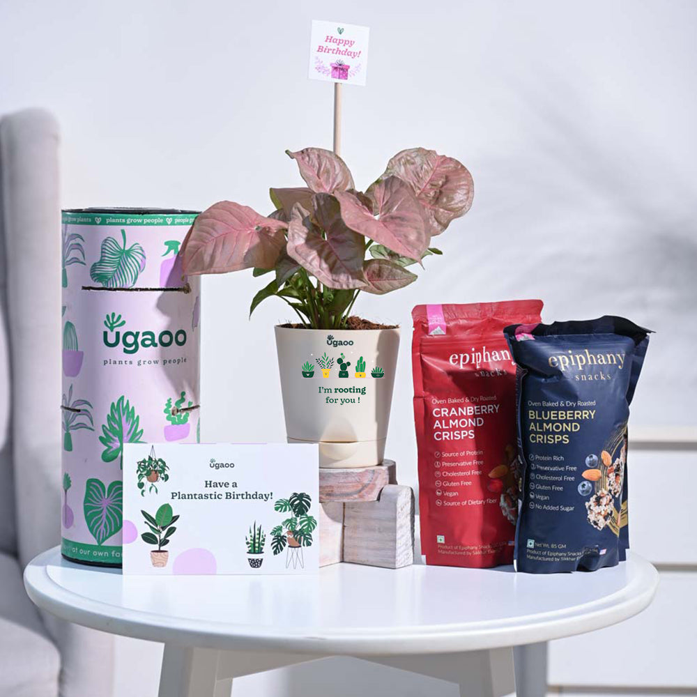 Syngonium Pink Birthday Gift Hamper